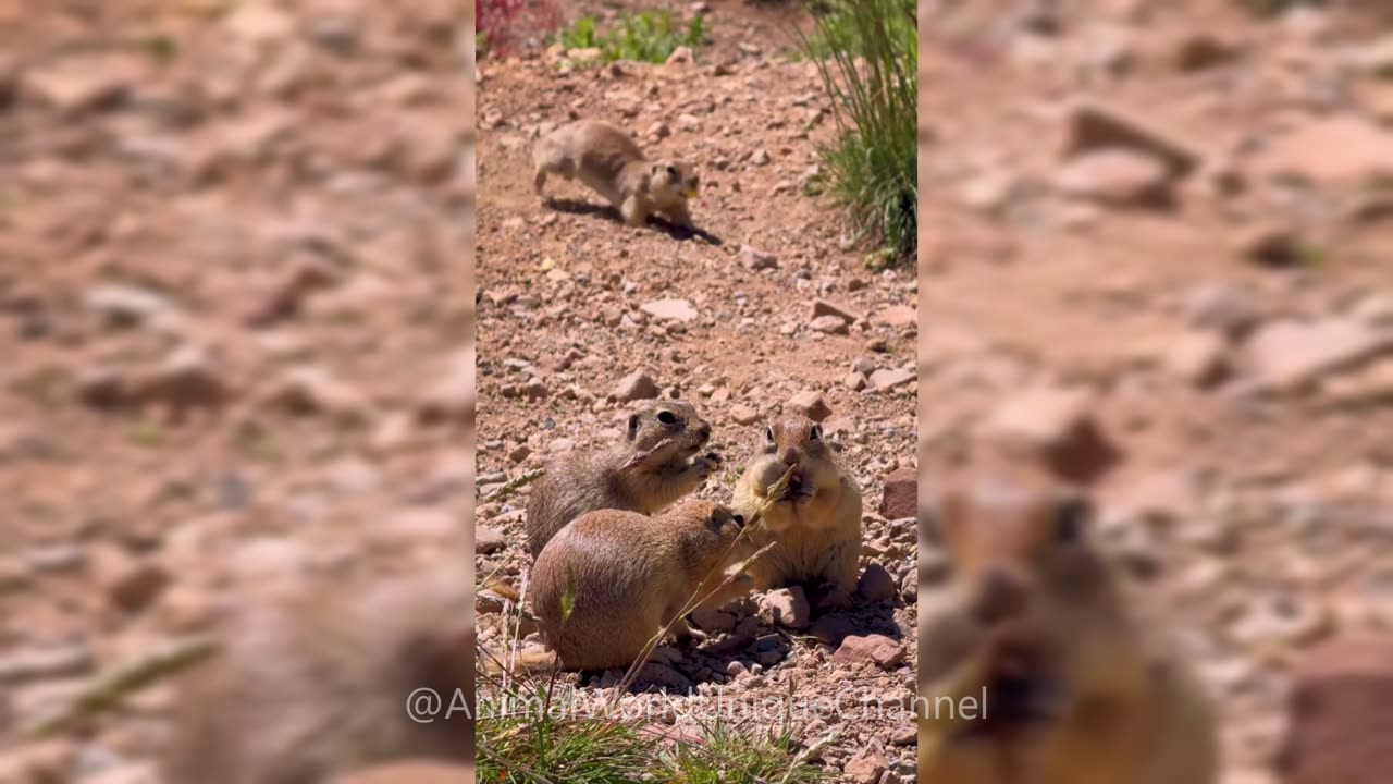 Funny RODENTS