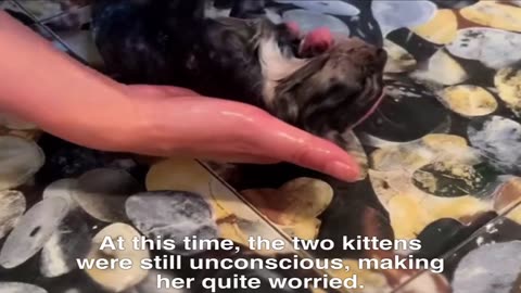 Rescue cats