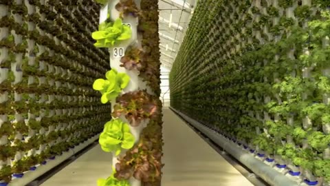 Views from a Vertical Greenhouse & Hydroponic Farm | Eden Green Technology