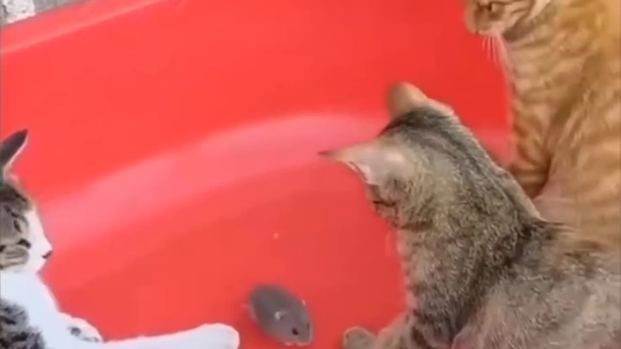 cat and mouse