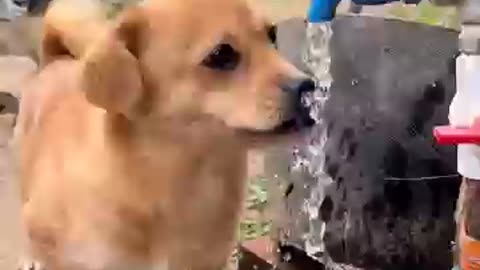 *: Dog Searching for Water to Drink