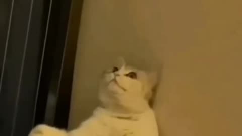 What Is He Looking At? 🤔 (You Won't Believe Your Eyes!)