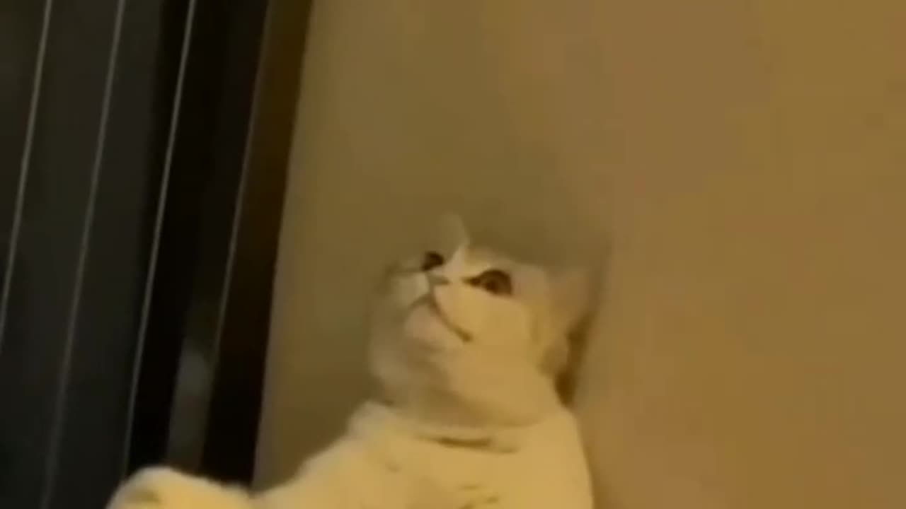 What Is He Looking At? 🤔 (You Won't Believe Your Eyes!)