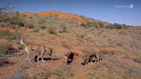 AUSTRALIA - ZIEMIA KTÓREJ NIE TKNĄŁ CZAS dokument pl