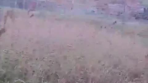 🇺🇦😎 Ukrainian military shoots down Russian FPV drone chasing their comrades' pickup