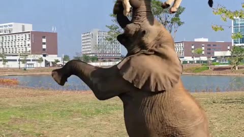 Sher And Elephant 🐘 Ka Khel Kya Baat Hai !!!