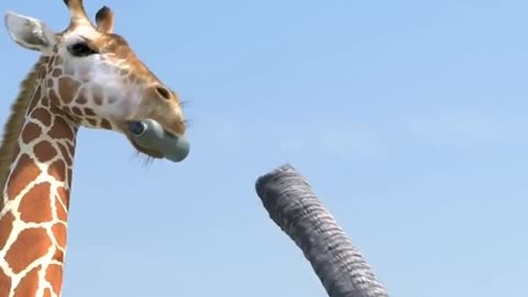 Elephant vs Giraffe over a water bottle