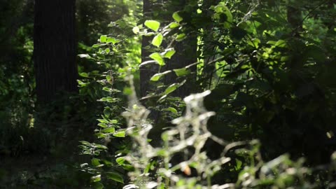 A sweeping fantasy of forgotten magic