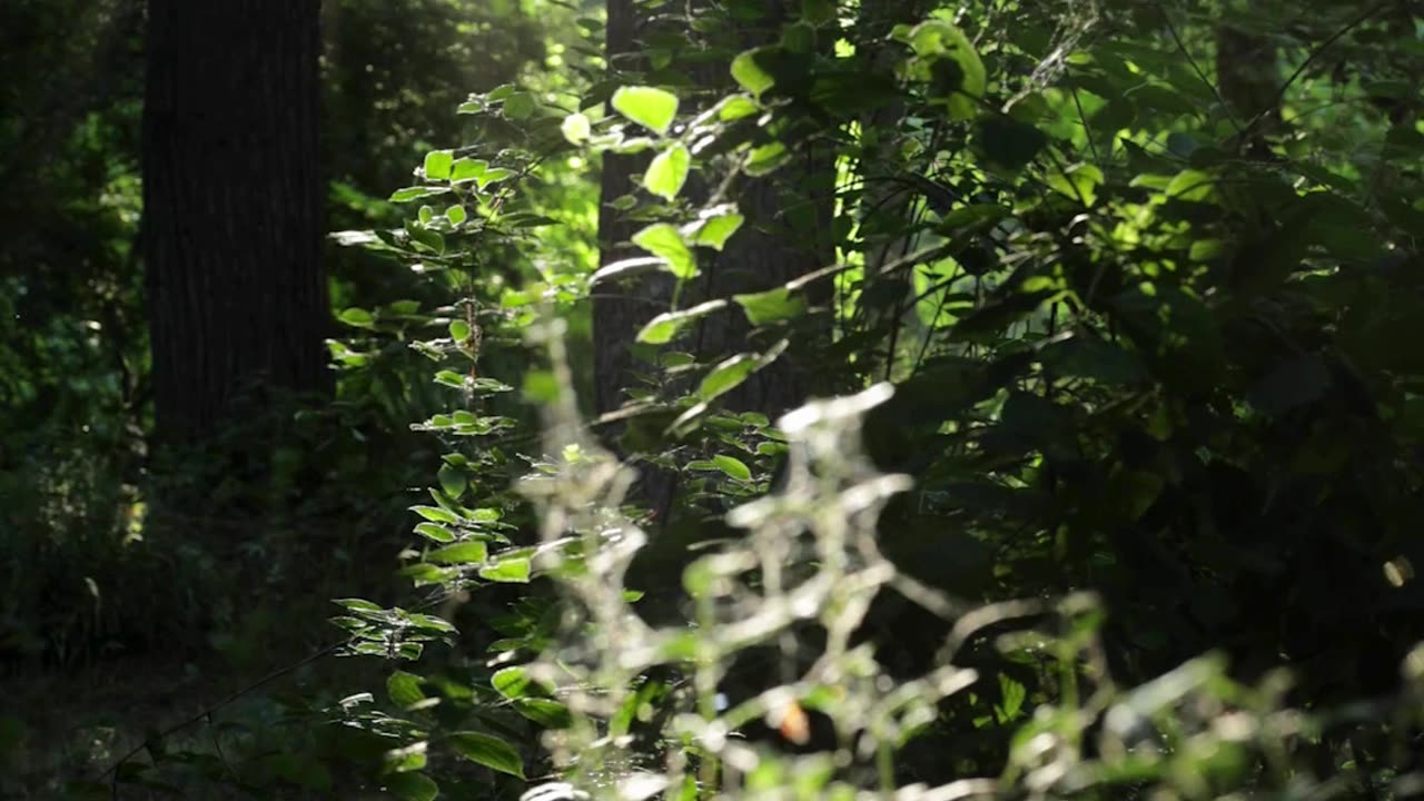 A sweeping fantasy of forgotten magic
