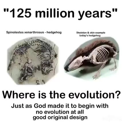 DO YOU STILL BELIEVE IN THE EVOLUTION LIE⁉️