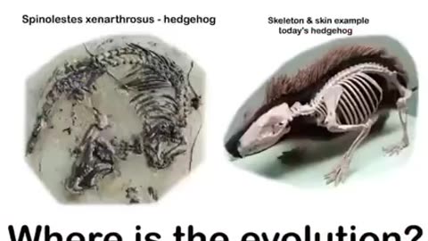 DO YOU STILL BELIEVE IN THE EVOLUTION LIE⁉️