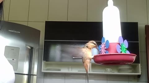 Woman Prepares Nectar for Her Hummingbird Friend