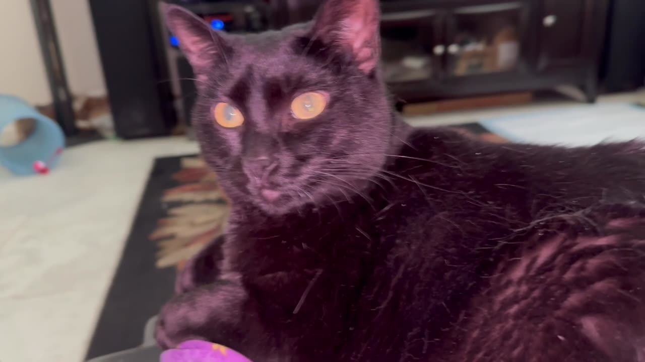 Piper Has Thoughts on Bad Lighting - My Adopted Shelter Cat Vlog