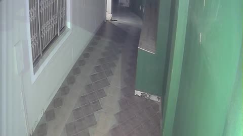 😂🐍 Lizard Sneaks Up & Scares Another! | FunFM