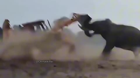 "JCB vs Angry Elephant | Wild Encounter!"