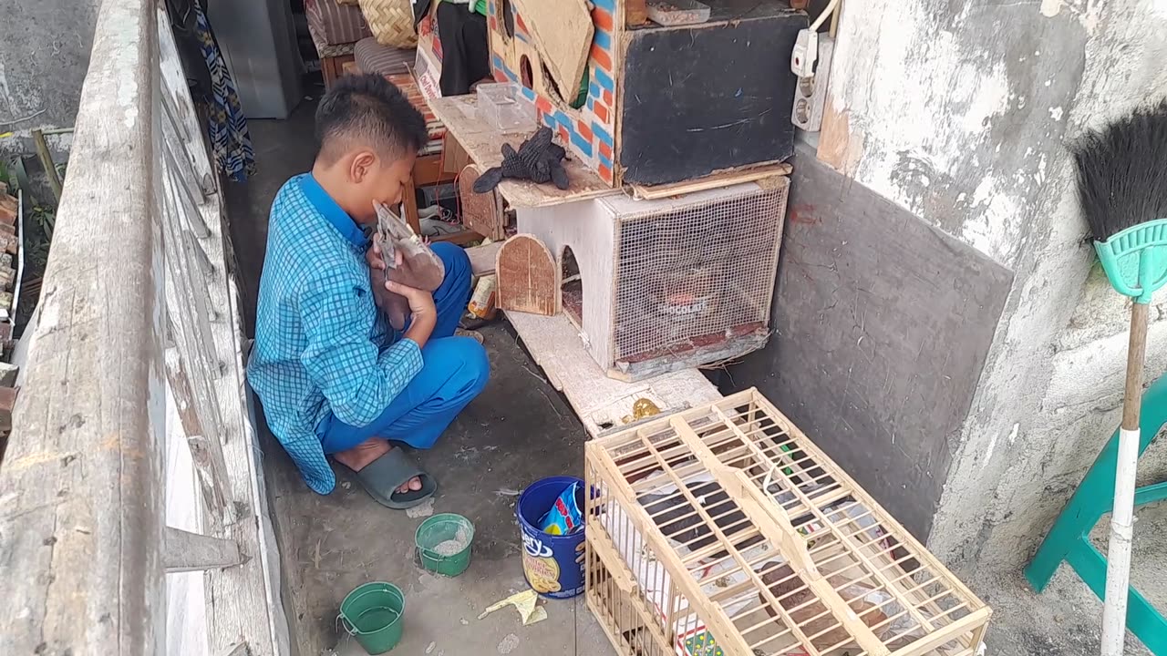 Daily Pigeon Care Routine for Beginners