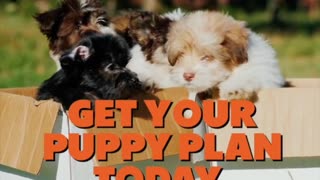 Puppy Training eBook for Beginners | 4-Week Puppy Routine, House-Training, Commands,