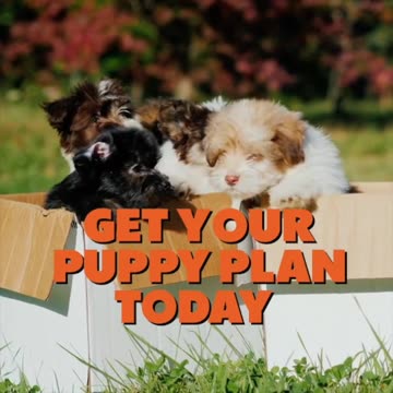 Puppy Training eBook for Beginners | 4-Week Puppy Routine, House-Training, Commands,