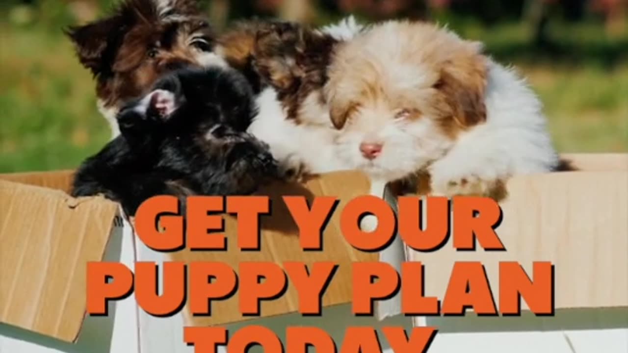 Puppy Training eBook for Beginners | 4-Week Puppy Routine, House-Training, Commands,