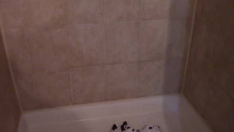 Dolly jumps in the shower