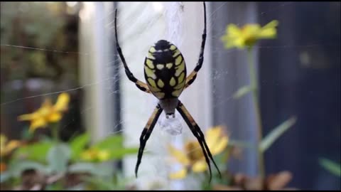 Dr Stella Spider Presents...The Founding Fathers' Guide to the Constitution (Pt03 of 07)