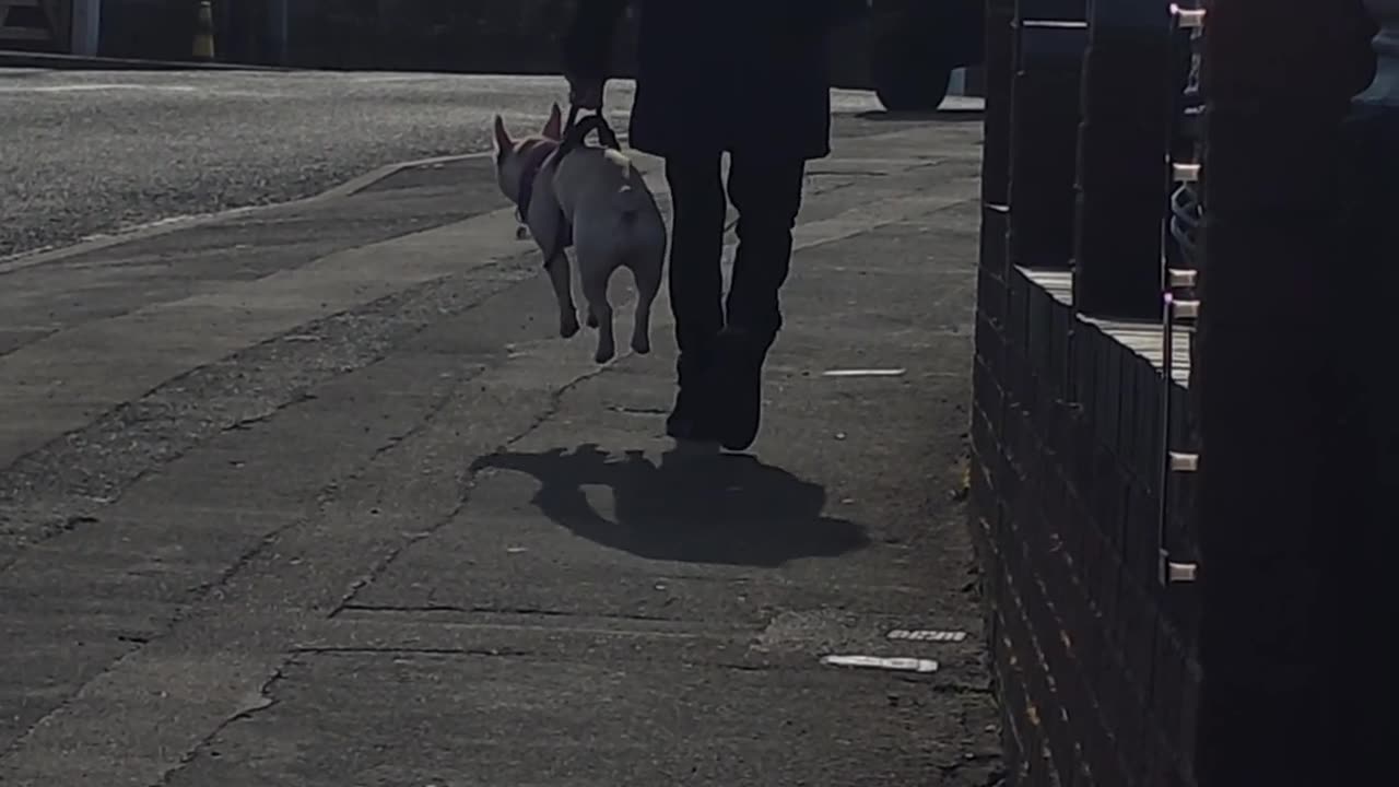 When the Dog Refuses to Walk