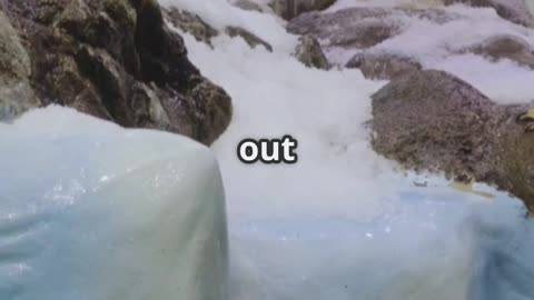 🐧💧 Penguins Can Drink Salt Water! 🌊❄️