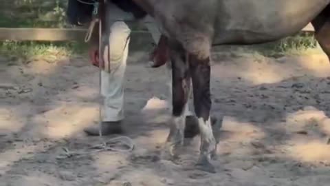 How to gain a horse's trust...