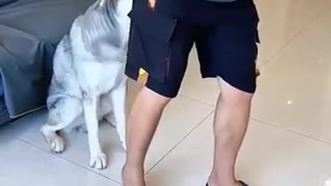 man and dog prank#funny video