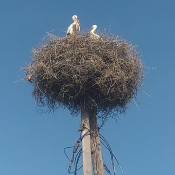 Amazing strange bird that perhaps no one has seen before 😮😍