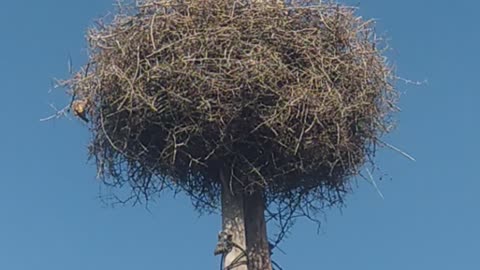 Amazing strange bird that perhaps no one has seen before 😮😍