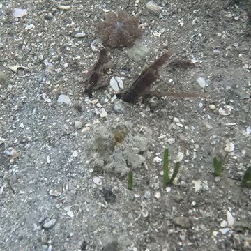 Snorkeling Through Serenity