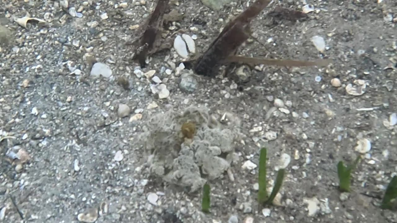 Snorkeling Through Serenity