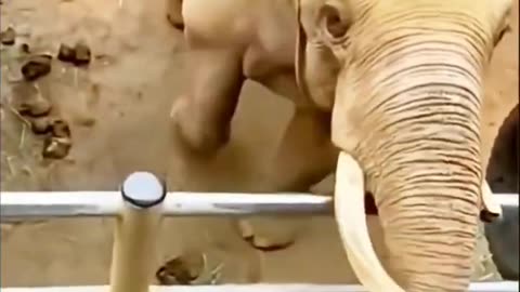 When animals show true love!