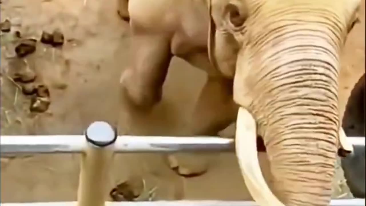 When animals show true love!