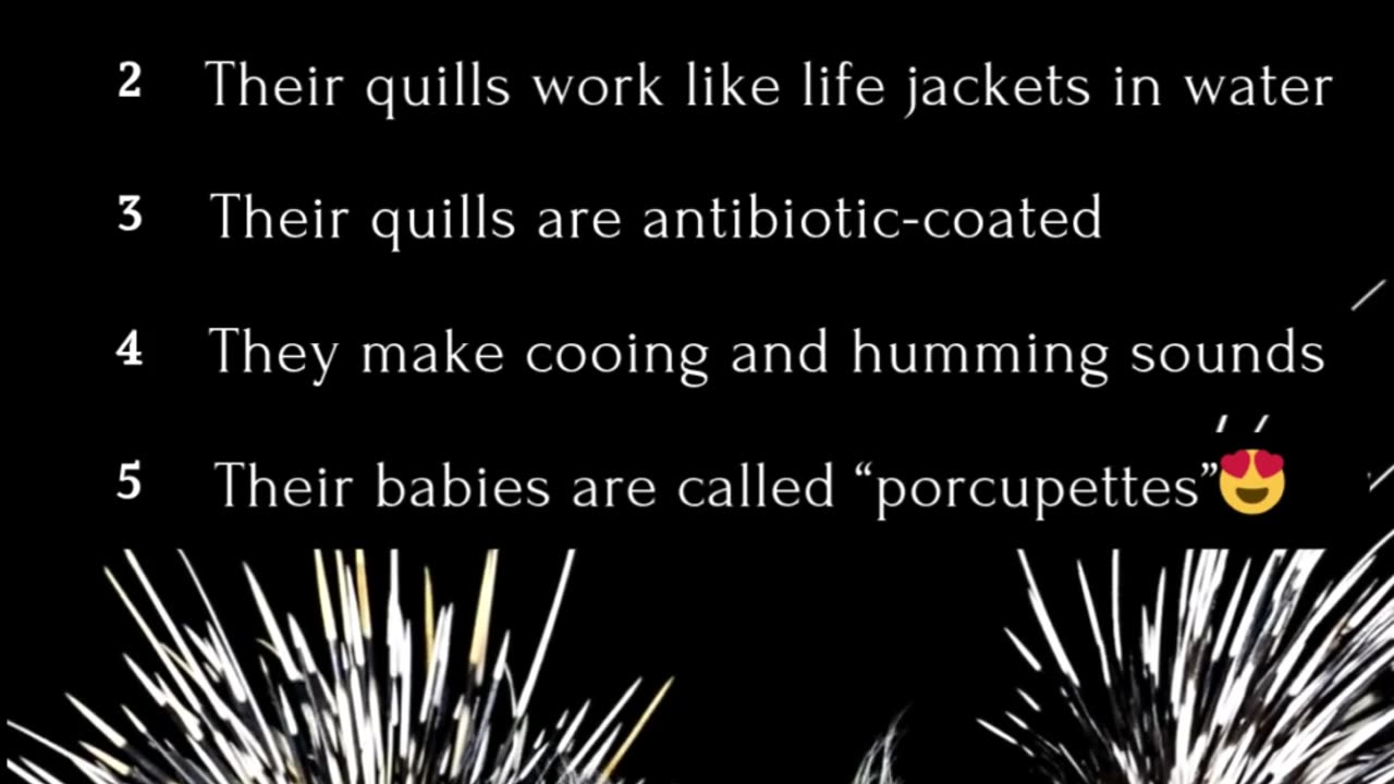 5 Fun Facts About Porcupines #naturelovers #animalfacts #wildlifefacts