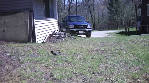 Week 2 our neighbor has been having wild animals chewing his porch, so we set up trail cams