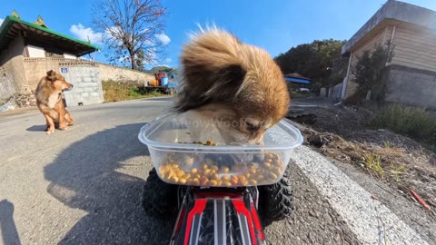 A country puppy eating while everyone else just watches 😂🐶