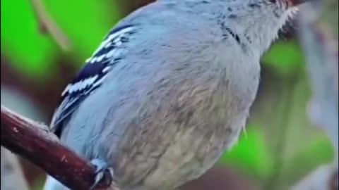 Sooretama Slaty Antshrike (Thamnophilus ambiguus)