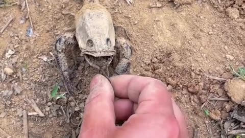 🤯✨ This Lobster Living Inside a Fish Body Will Blow Your Mind! | FeedMyCuriosity