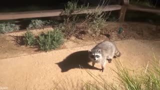 🐾🤣 Animals Gone Wild: Laugh Till You Snort! 🐒