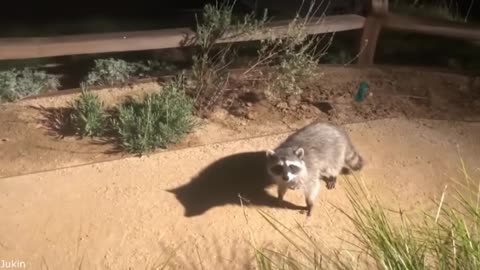 🐾🤣 Animals Gone Wild: Laugh Till You Snort! 🐒