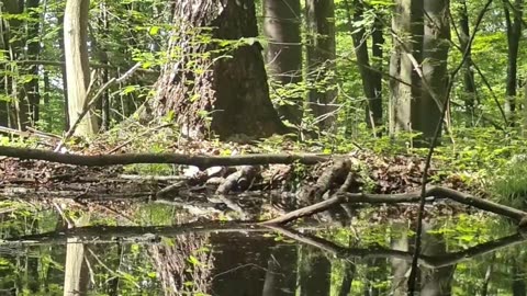 Shorts - Magical Forest Pond with Birds Singing – Relaxing Nature Shorts