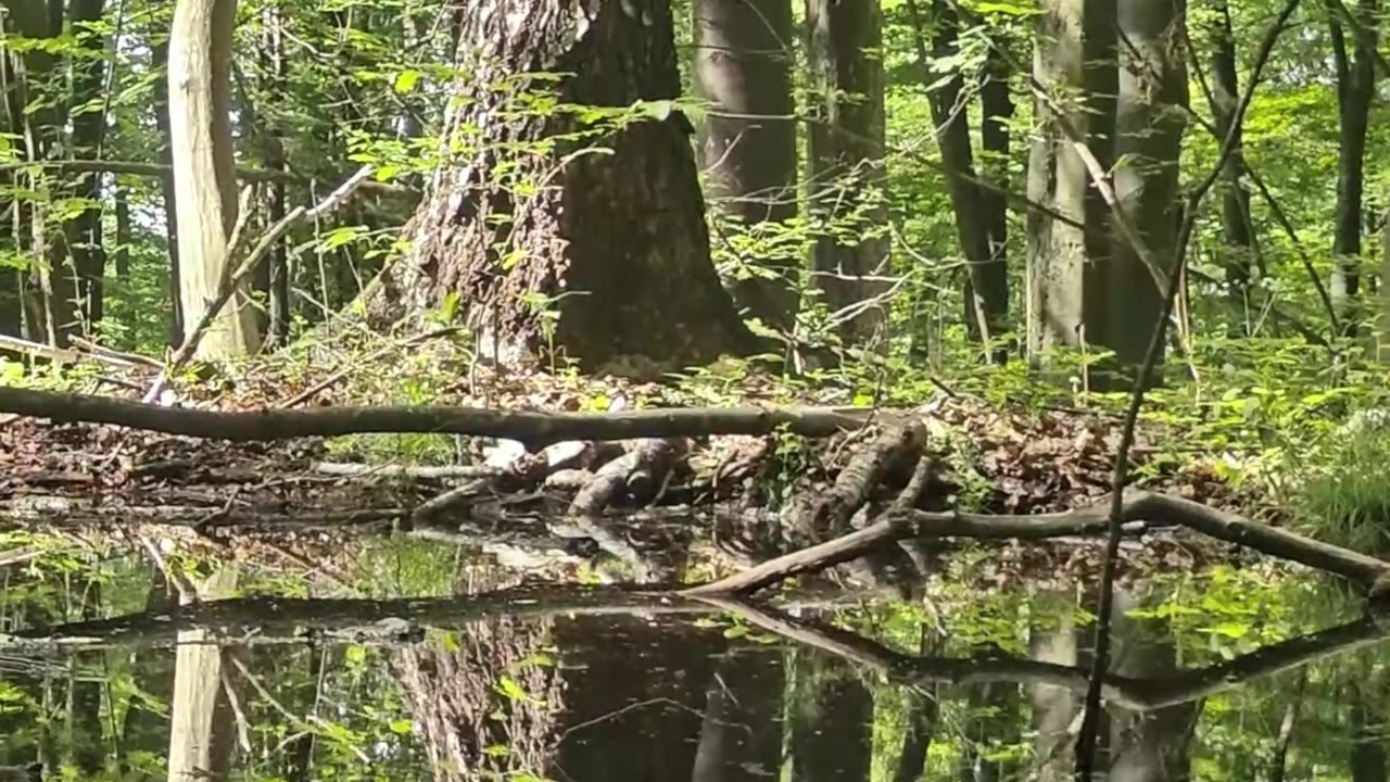 Shorts - Magical Forest Pond with Birds Singing – Relaxing Nature Shorts