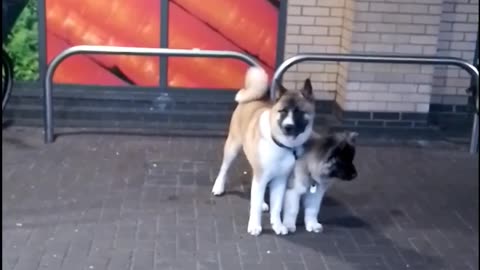 Supermarket Dogs