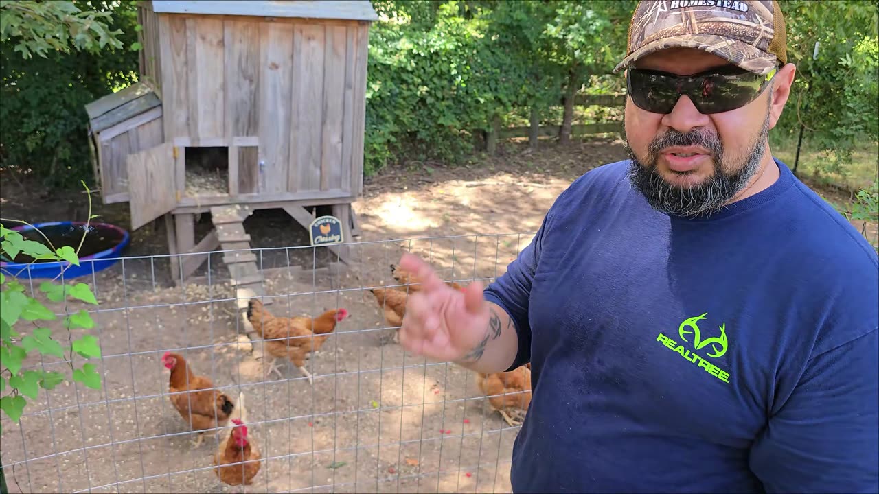 Do chickens eat tomatoes? Let's find out