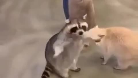 🤔😂 Did You Know This About Trash Pandas? | FunFM