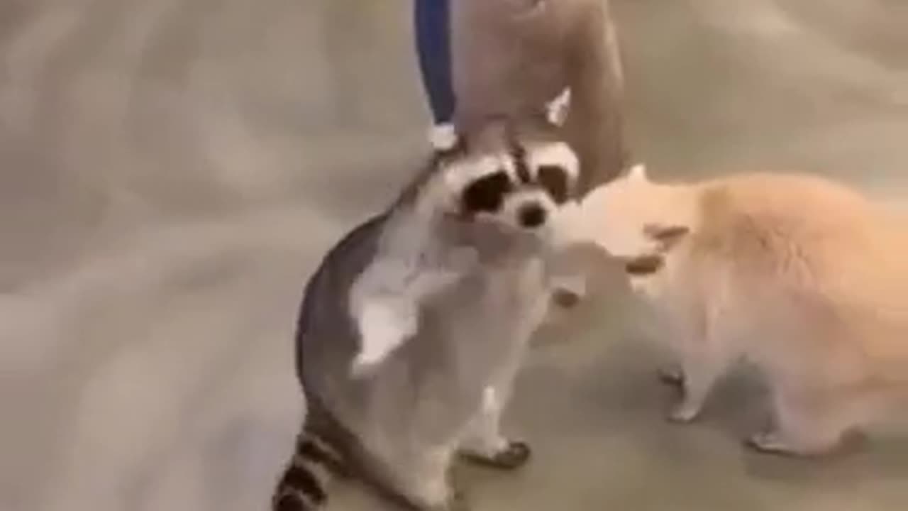 🤔😂 Did You Know This About Trash Pandas? | FunFM