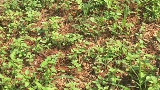 5 Week Follow-up on AntlerBuilder Foodplots