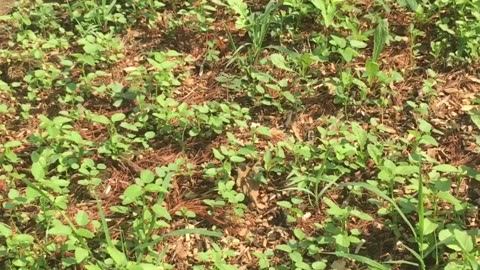 5 Week Follow-up on AntlerBuilder Foodplots